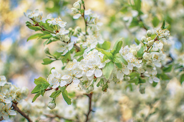 cherry blossoms with white flowers