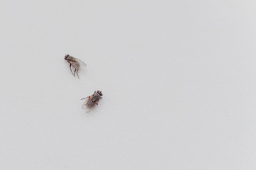 dead flies on a white background