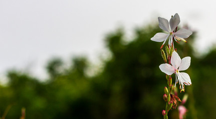 White wildflowers of early summer. Ra'anana, Lev Hapark, Israel