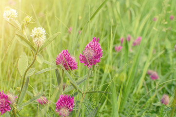 Fototapeta premium green field grass with flowers