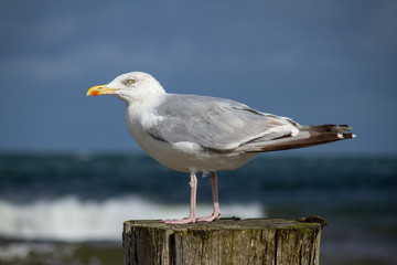 Silbermöwe auf Buhne