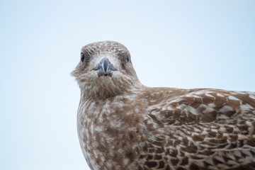 Portrait einer jungen Silbermöwe