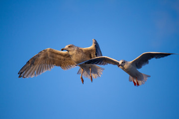Fliegende Silbermöwe und Lachmöwe