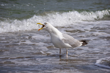 Schreiende Silbermöwe (Larus argentatus)