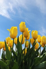 yellow tulips against blue sky