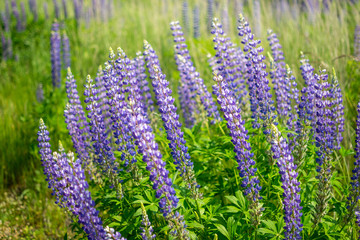 lupine bloom flower colorful plant