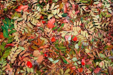 Background of colorful autumn leaves on forest floor.