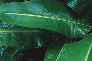 Obraz na płótnie Canvas Dark green leaf in tropical jungle nature background