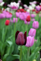 Close-up of a black tulip and many others in the background. Flower field
