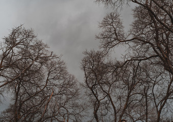 Numerous branches of bare trees outdoors on a very overcast and moody winter day with a grey dull sky in the background