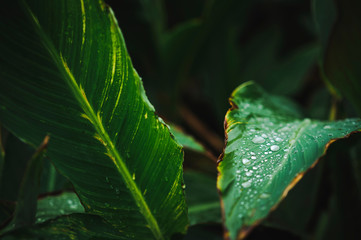 Close up of green leaves covered in drops of rain in autumn.