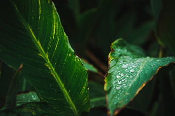 Close up of green leaves covered in drops of rain in autumn.
