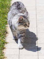 Adorable long haired cat of siberian breed in relax outdoor. Purebred feline of livestock
