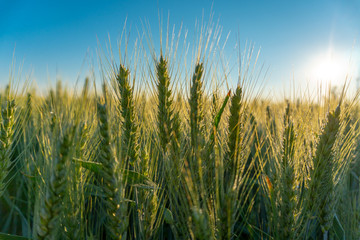 Green wheat field. Wheat field. Ears of raw wheat close up. Rural Scenery under Shining Sunlight. Meadow of wheat.Grain field on sunny day. Cereal farming. Agricultural field in spring. Close up Macro