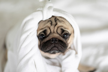 Cute pug dog in a towel after bath so fresh and clean