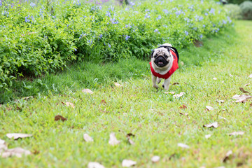 Happy Dog pug breed running having fun on green grass feeling so happiness and cheerful,Dog Activity Concept