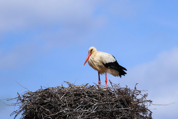Stork in a nest on a spring day