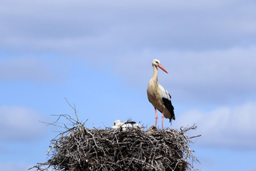 Stork in a nest with a baby on a spring day
