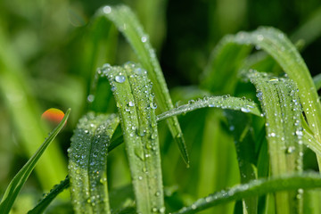 All in green: Beautiful green springtime grass in the morning sunlight with rain drops on the leaves
