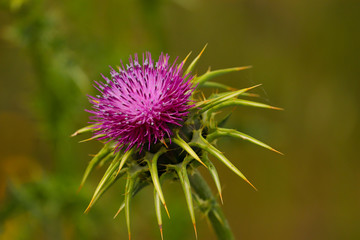 Flowering Spear Thistle (Cirsium vulgare) in a field