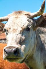 Vaca