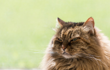 Adorable long haired cat of siberian breed in relax outdoor. Purebred feline of livestock