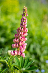 lupine