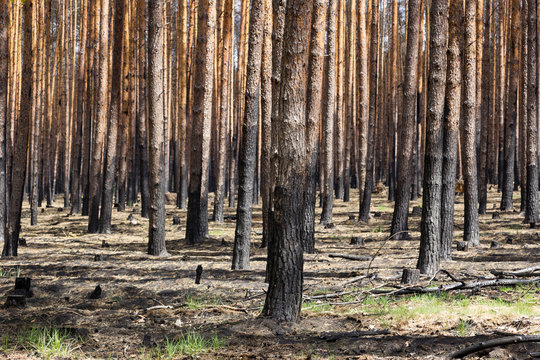 In the state of Brandenburg, Germany, there are more and more forest fires in the pine forests.