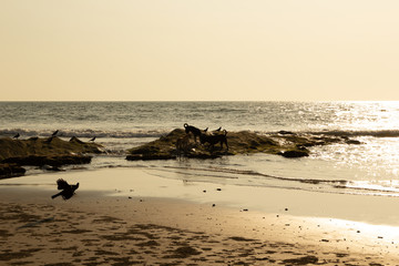 dogs on the beach goa