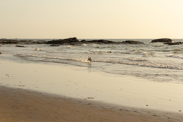 dogs on the beach goa