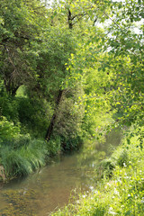 the river near the green forest, beautiful nature
