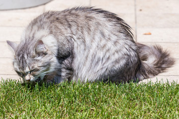 Adorable long haired cat of siberian breed in relax outdoor. Purebred feline of livestock