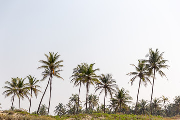 Fototapeta na wymiar landscape of palm trees against the sky