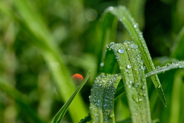 All in green: Beautiful green springtime grass in the morning sunlight with rain drops on the leaves
