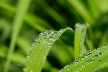 All in green: Beautiful green springtime grass in the morning sunlight with rain drops on the leaves