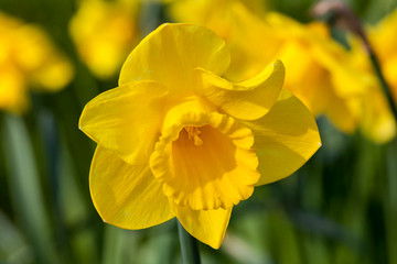 Daffodil (narcissus) growing outdoors in the spring season