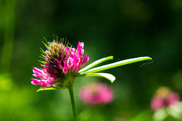 природа россии 