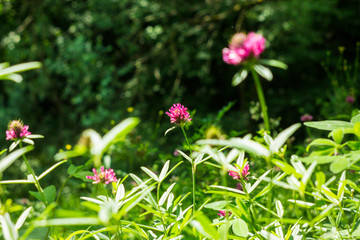 природа россии 