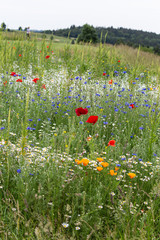 colorful flowers in a summer field