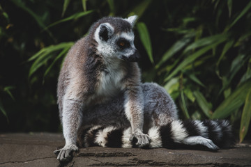 Fototapeta premium Lemur taking a break