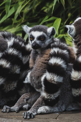 Lazy Lemur