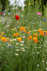 colorful flowers in a summer field