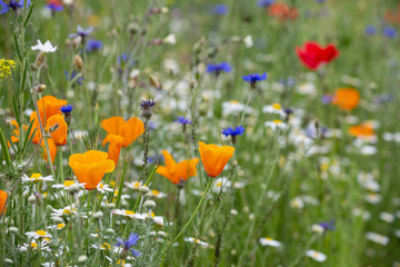 colorful flowers in a summer field