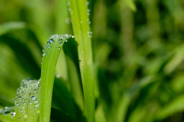 All in green: Beautiful green springtime grass in the morning sunlight with rain drops on the leaves