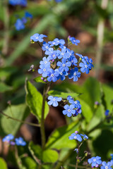 Brunnera macrophylla a spring blue perennial flower plant commomly known as Siberian bugloss or great forget me not