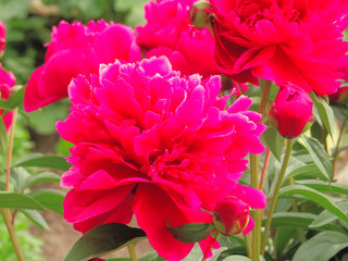 Luxurious peony with spectacular flowers of fuchsia and red with lush foliage.