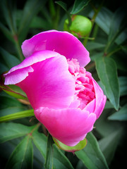 Luxurious peony with spectacular flowers of fuchsia and red with lush foliage.