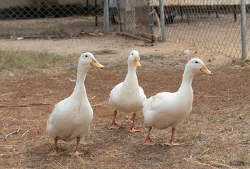 Three white ducks are moving in grass field.