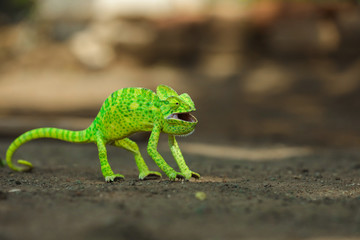 Green chameleon india