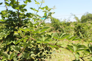 plantation of olive trees